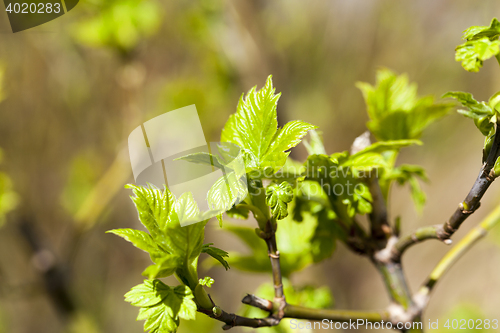Image of trees in the spring