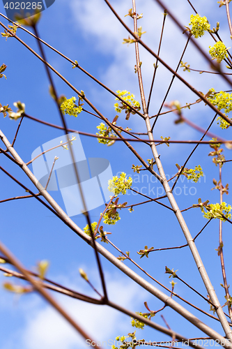 Image of trees in the spring