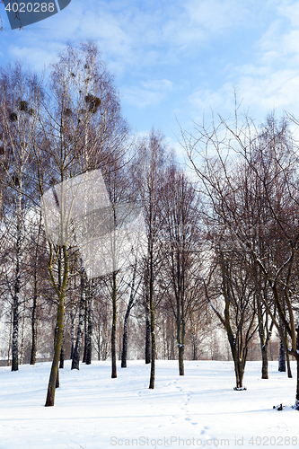 Image of Birch tree in winter