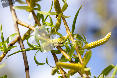 Image of willow trees in the spring