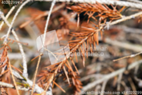 Image of dried spruce, close-up