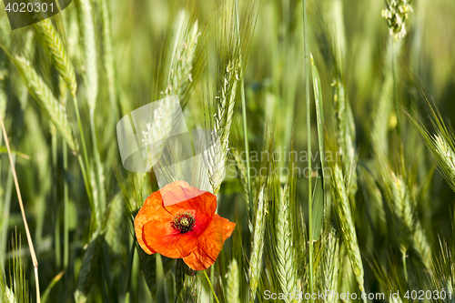 Image of Poppy in the field