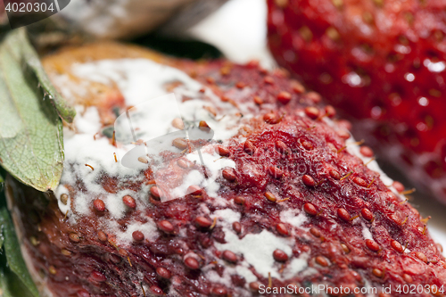 Image of Strawberry with mold