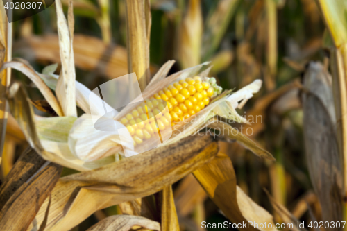 Image of field with mature corn