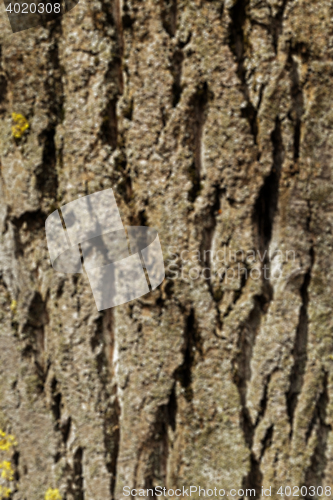 Image of tree bark, close-up