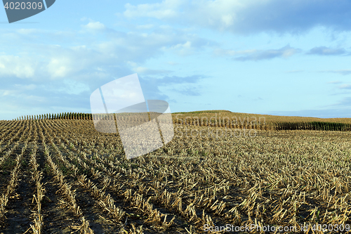 Image of harvested mature corn