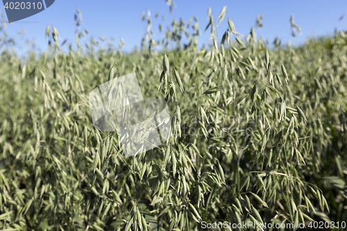 Image of Photo agriculture, Europe