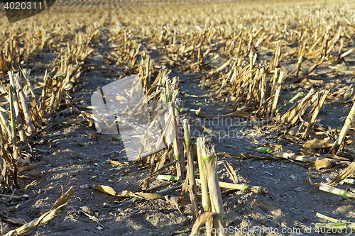 Image of harvested mature corn