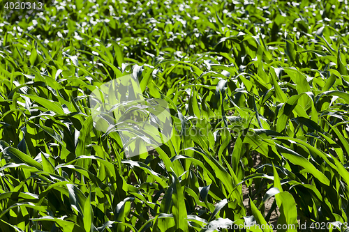 Image of Green corn field