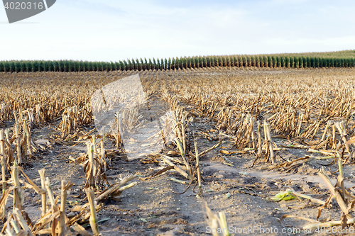 Image of harvested mature corn