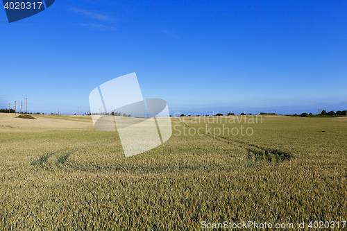 Image of farm field cereals