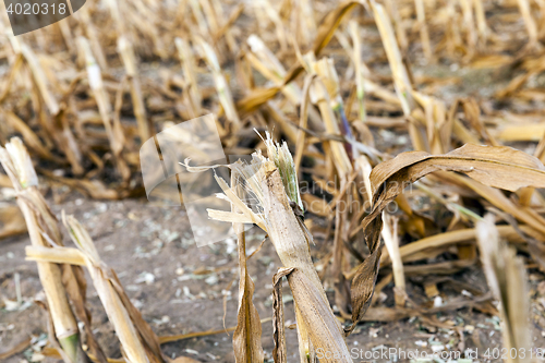 Image of harvested mature corn