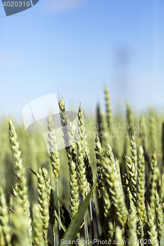 Image of unripe ears of wheat