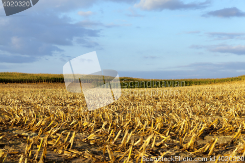 Image of harvesting corn, defocus