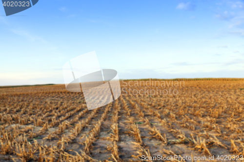 Image of harvesting corn, field