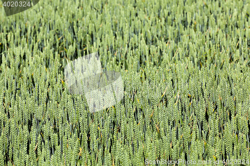 Image of green cereals, close-up