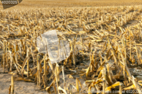 Image of harvesting corn , defocus