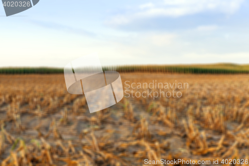 Image of harvesting corn, defocus