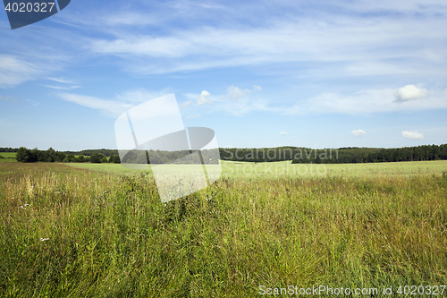 Image of immature cereals field