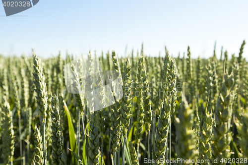 Image of agricultural field wheat