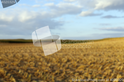 Image of harvesting corn, defocus