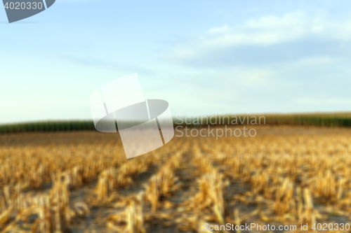 Image of harvesting corn , defocus