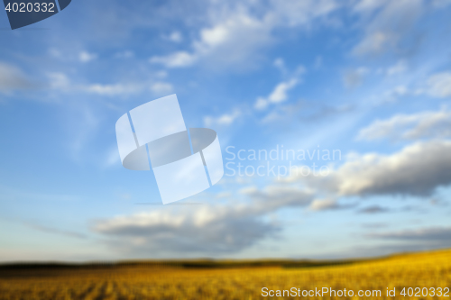 Image of harvesting corn, defocus