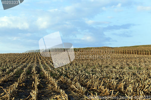 Image of mature corn crop