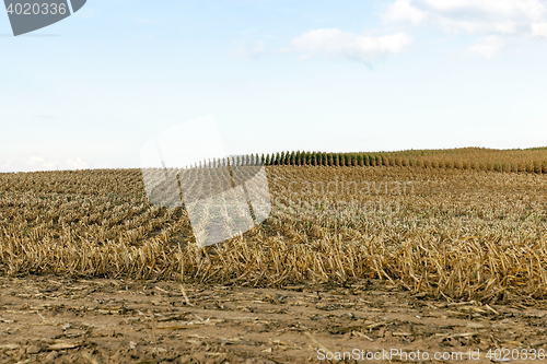 Image of harvested mature corn