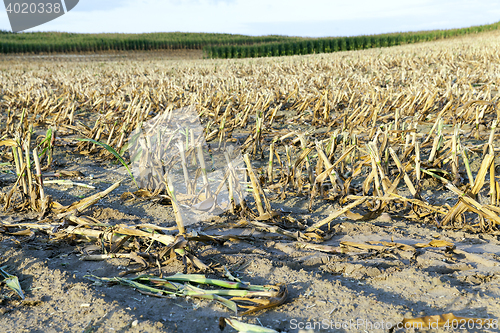 Image of mature corn crop