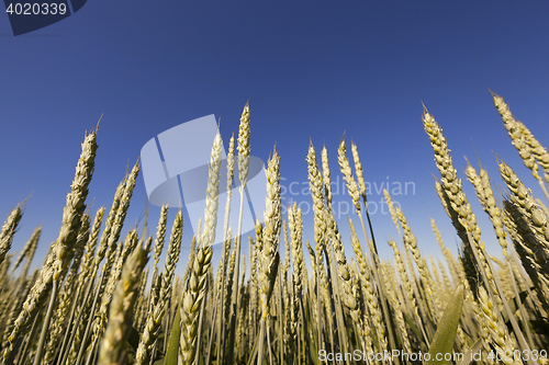 Image of unripe ears of wheat