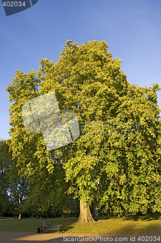 Image of woman at the park