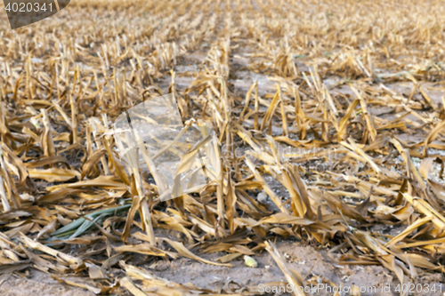 Image of harvesting corn, close up