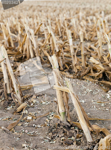 Image of harvested mature corn