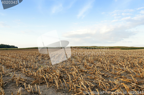 Image of harvested mature corn