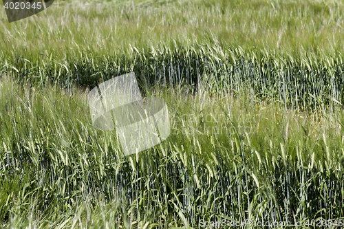 Image of destruction of green cereals