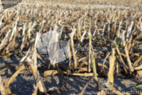 Image of harvesting corn , defocus