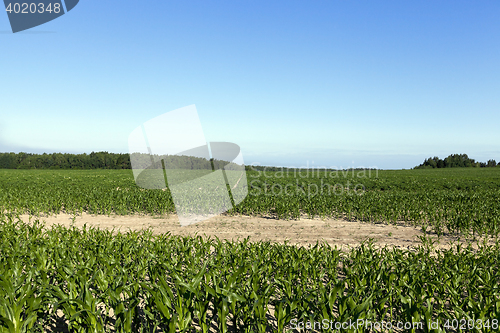 Image of Field with sugar beet