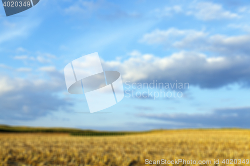 Image of harvesting corn , defocus