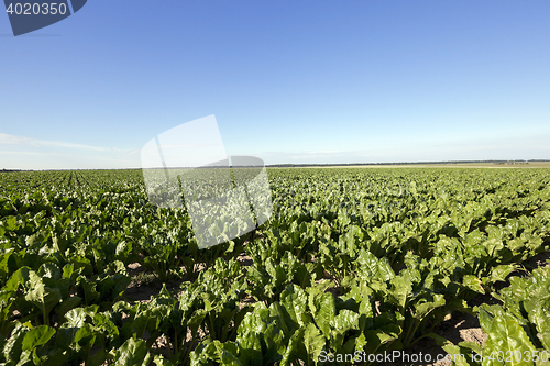 Image of Field with sugar beet