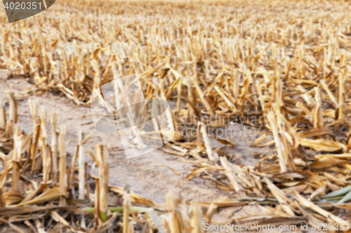 Image of harvesting corn, close up