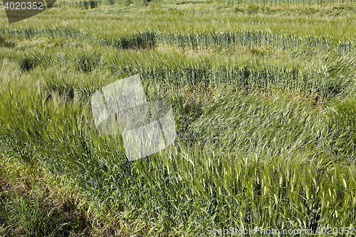 Image of green cereals, close-up