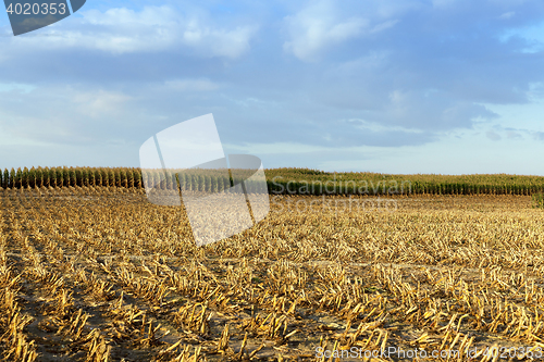 Image of harvested mature corn