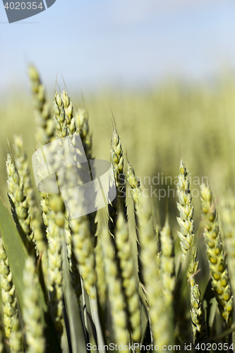 Image of agricultural field wheat