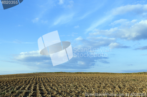 Image of harvested mature corn