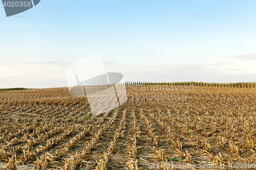 Image of harvested mature corn