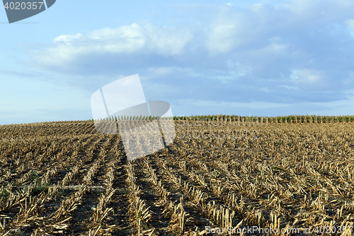 Image of harvested mature corn