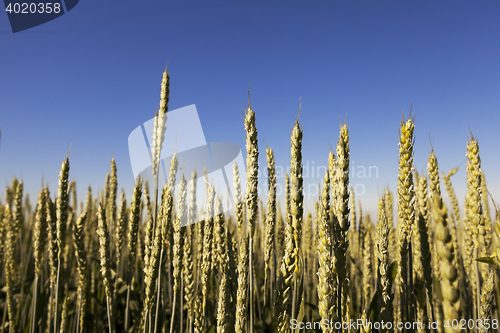 Image of immature grass sky