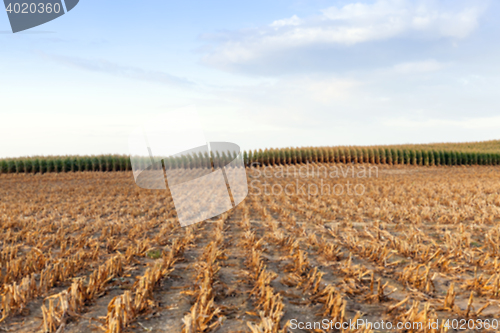 Image of harvesting corn, defocus