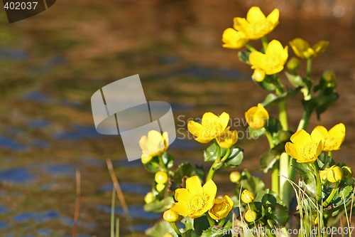 Image of riverbank beauty